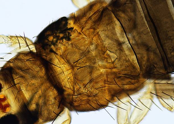 istock close up of fruit flies in mycroscope 2237240858