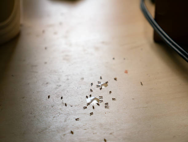 Sugar Ants Invading Kitchen Table - Household Pest Problem and Sweet Drink Spill Cleanup.