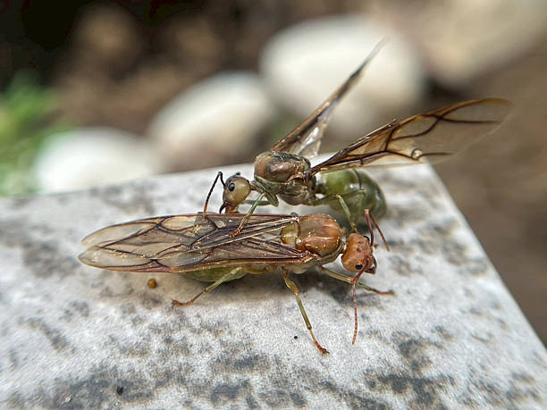 istock Close up insect in the garden 2237243936