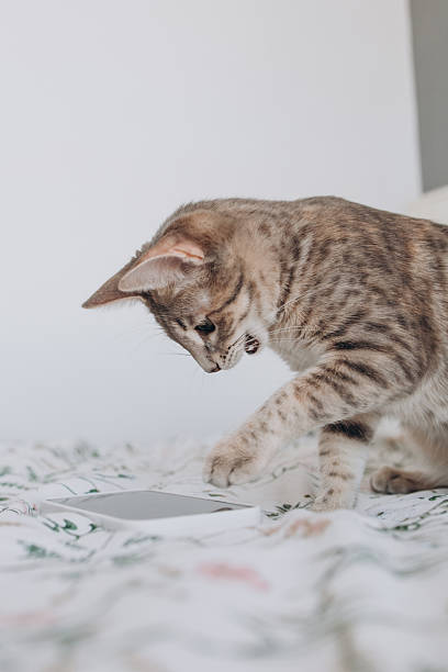 istock Funny cat looking at smartphone lying on the bed. Cute pet and modern technology 2237248227