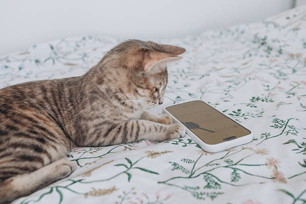 istock Funny cat looking at smartphone lying on the bed. Cute pet and modern technology 2237248240