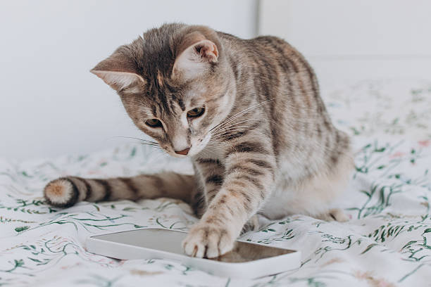 istock Funny cat looking at smartphone lying on the bed. Cute pet and modern technology 2237248250