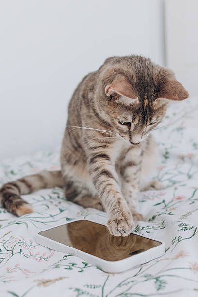 istock Funny cat looking at smartphone lying on the bed. Cute pet and modern technology 2237248251