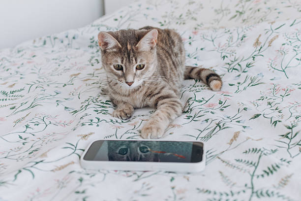 istock Funny cat looking at smartphone lying on the bed. Cute pet and modern technology 2237248272