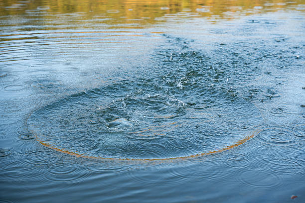 Clear water splashes upwards in a dynamic burst, creating ripples and droplets across a calm liquid surface. The vivid motion highlights the transparent and reflective qualities of the water. The background shows a serene, blurred water body, suggesting a peaceful natural setting. The lighting captures the clarity and movement of the splash, adding visual interest and emphasizing the fluid's energetic behavior.