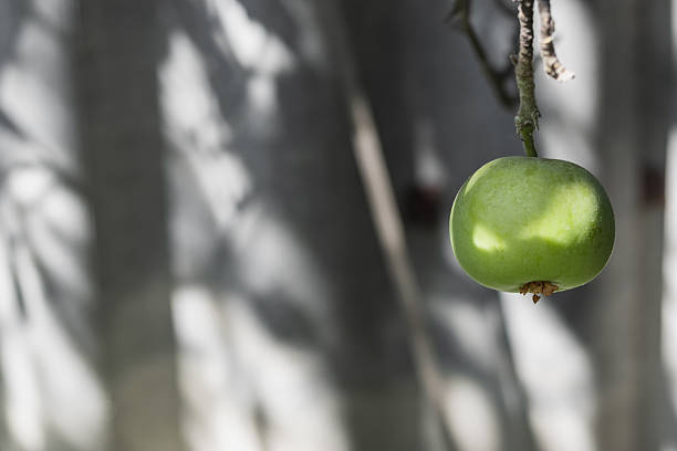 A green apple against a blurred gray background with shadows and sun glare.
