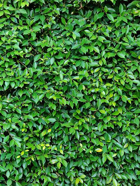 istock Green leaves with texture,foliage nature green background 2237251267