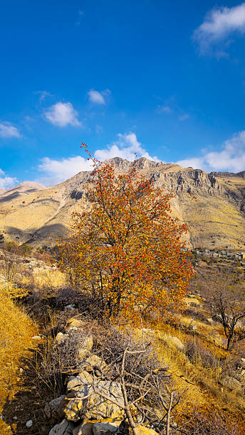 istock Hawthorn tree in autumn valley 2237251351