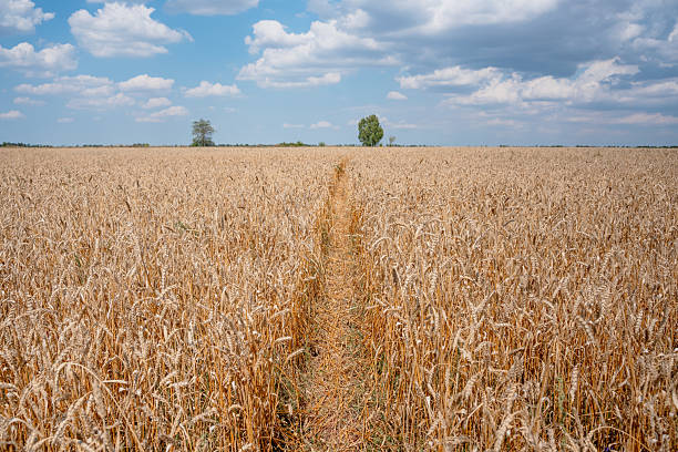 istock A path in a field of wheat in summer 2237252178