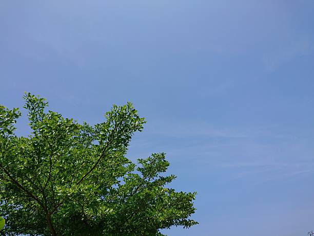 Lush green tree branches against a bright blue tropical sky. Terminalia Catappa / Terminalia mantaly , also known as Ketapang kencana Tree ( Terminalia mantaly ) in Indonesia, shot from low angle under beautiful clear blue sky.