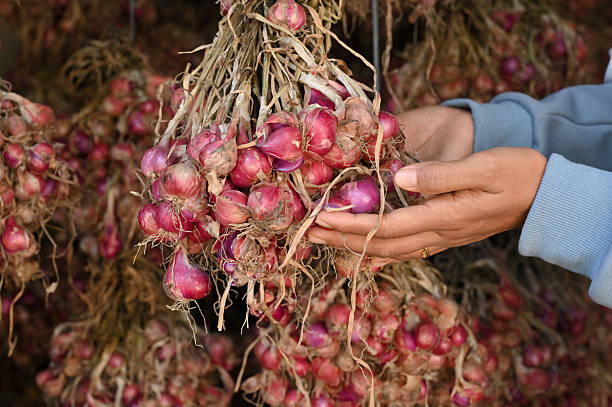 Close up of red onion or Shallot in hand