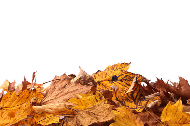 Autumn Leaves on White Background