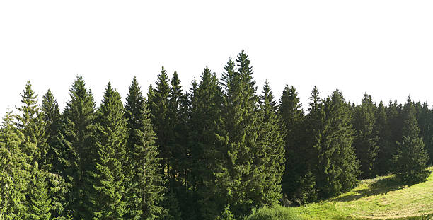 istock green spruce forest trees landscape in sunlight isolated on white 2237253219