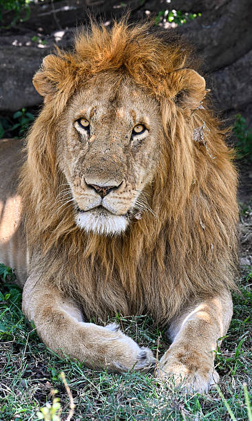 istock Lion under a tree in Tansania 2237254102