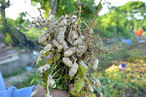 Close Up of peanuts in the garden