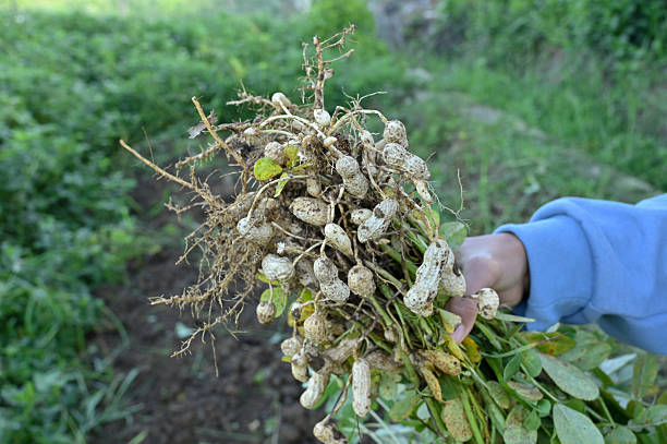 istock Close Up of peanuts in the garden 2237254502