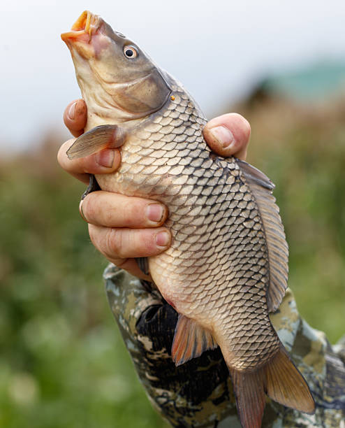 istock A person is holding a fish in their hand 2237255198