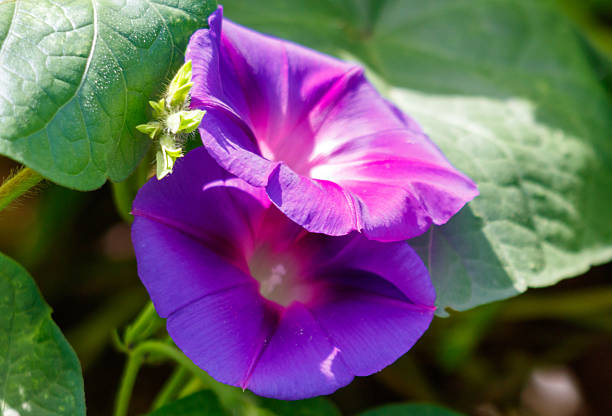 Close-up of a vibrant purple morning glory bloom with dewdrops on its petals, glowing from within against a soft green background.
