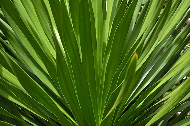 istock Tropical green leaves 2237255417