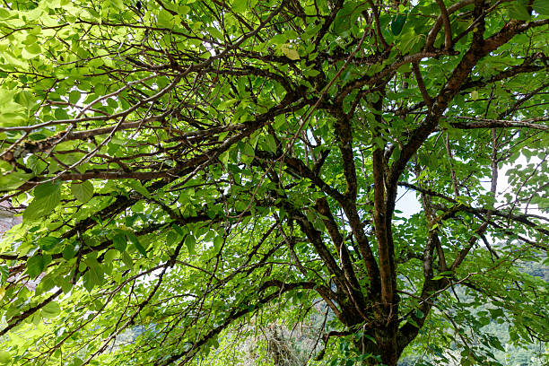 istock A tree with green leaves and a brown trunk 2237256245