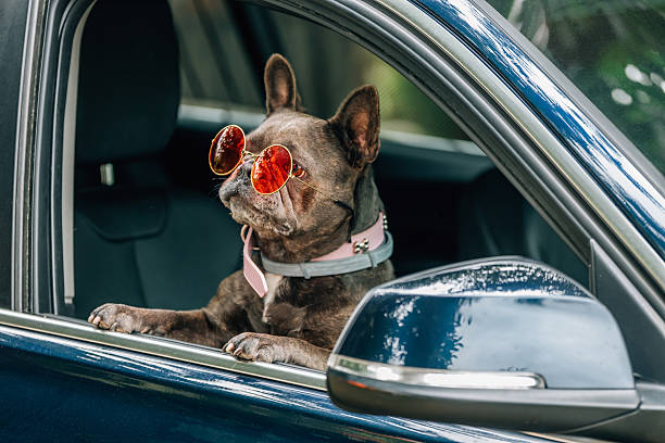 istock dog wearing sunglasses looking out the car window 2237256792