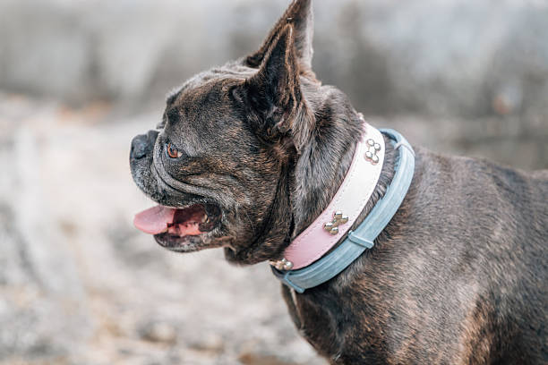 istock french bulldog portrait with pedigree and copyspace 2237256798