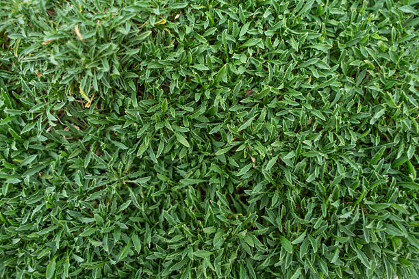 Thick layer of green groundcover plants spreading evenly. A natural carpet of small leaves.