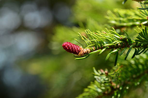 Picea jezoensis, also called Ga-mun-bi-na-mu, is an evergreen spruce tree with conical crown, needle-like leaves with stomatal lines, scaly bark, and downward cones. Found in Korea and Northeast Asia.