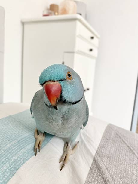 istock Blue Indian Ringneck Parrot at home 2237258141