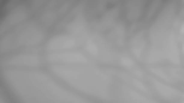 istock The shadow of a tree sways on a white background 2237259440