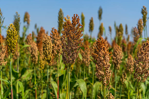 istock Sorghum is growing in the field. 2237260254