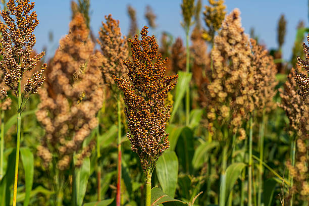 istock Sorghum is growing in the field. 2237260268