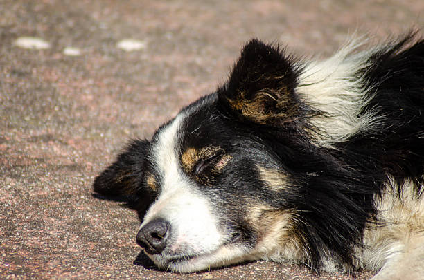 istock Animal portrait: a dog's serene and sleepy expression. 2237260576