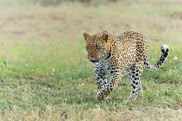 istock Leopard in Mashatu Game Reserve in the Tuli Block in Botswana 2237260688
