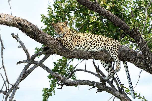istock Leopard in Mashatu Game Reserve in the Tuli Block in Botswana 2237261360