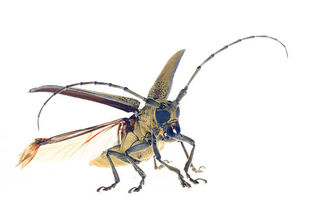 Sawyer, on a white background,Close-up pictures ,Cerambycidae insects