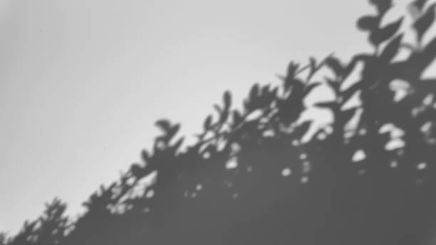 istock The shadow of a tree sways on a white background 2237261589