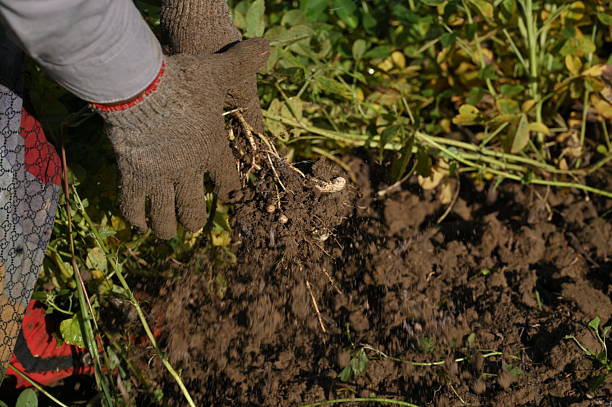 The process of uprooting peanuts in Aceh, Indonesia