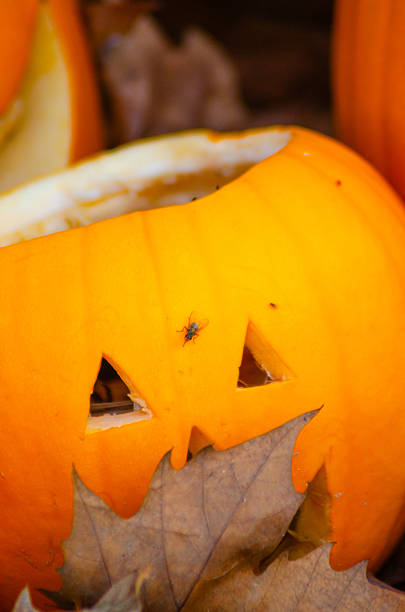 A scary but friendly face on a bright orange pumpkin A Friendly Monster