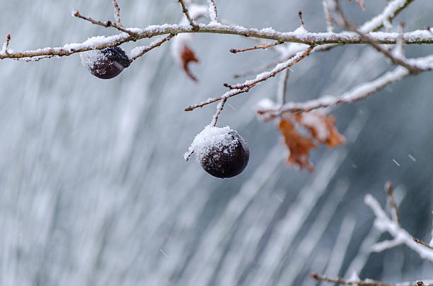 Grapes on frozen vineyard