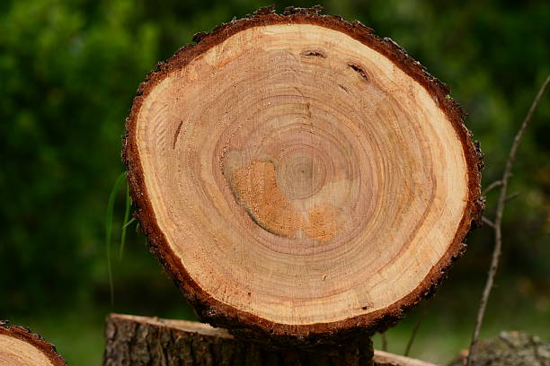 istock Cedrus deodara, Gae-ip-gal-na-mu, a majestic evergreen cedar tree with green needle clusters 2237263287