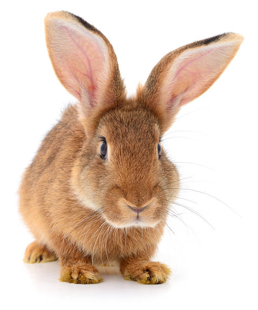 istock Brown rabbit isolated on white background close up 2237263324