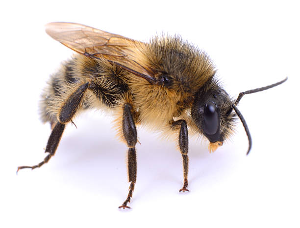 istock Wild bee close up isolated on white background 2237263326