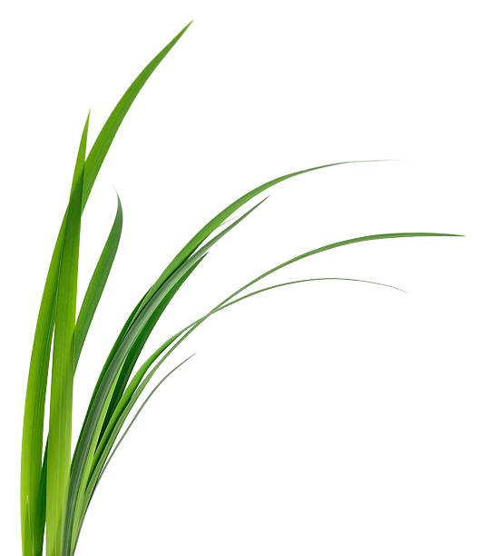 istock Green plant leaves isolated on white background 2237263327