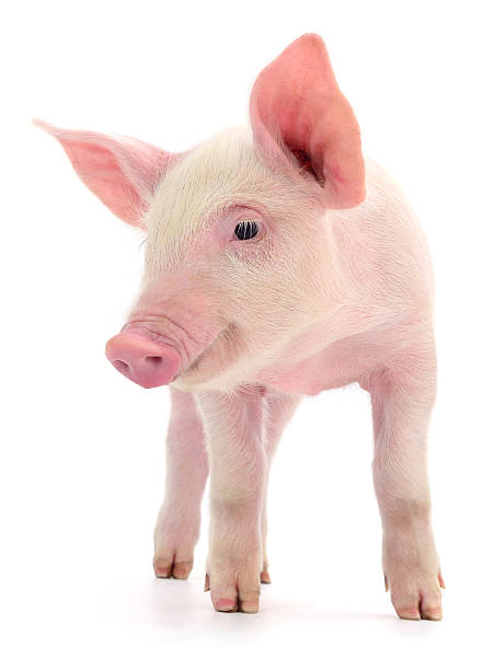 istock Cute pink piglet isolated on white 2237263333