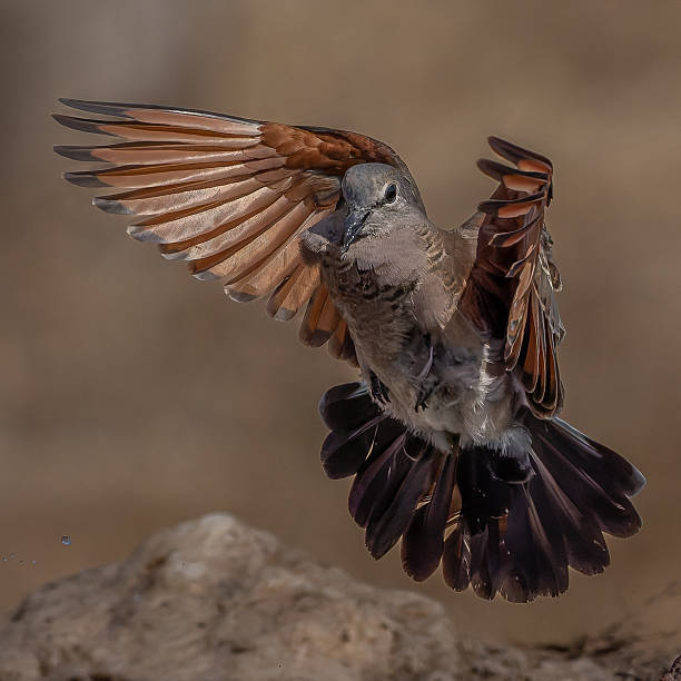 Emerald-spotted Wood Dove taking off