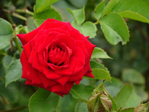 istock THE FRAGRANT SINGLE RED ROSE FLOWER 2237267058