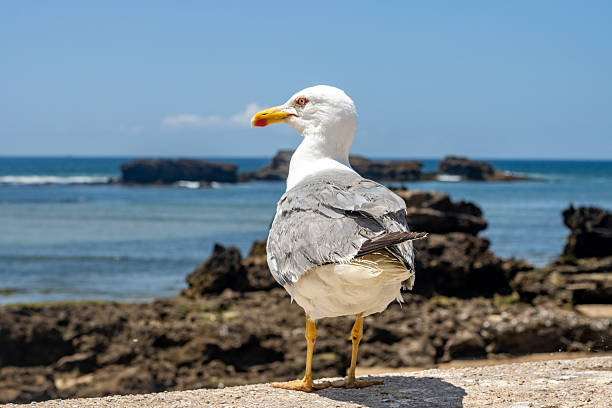 A gull with open wings descends from flight approaching to perch on a rocky area. The waves of the sea are breaking loudly. The remains of a building peek through the sea waters. Sunny day