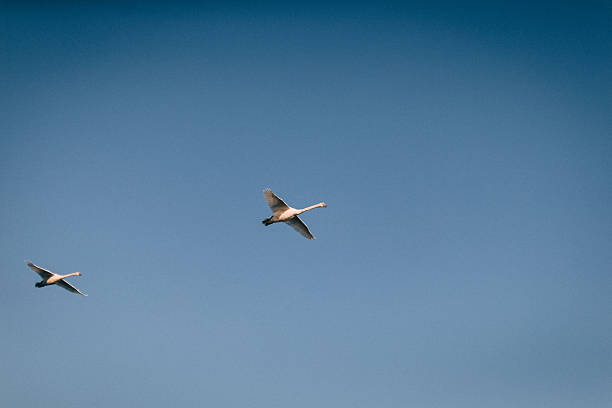 istock Two Beautiful Birds Gliding Gracefully Through a Clear Blue Sky 2237271956
