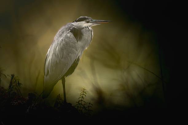 A heron stands prominently against a softly lit, blurred background of dark foliage.